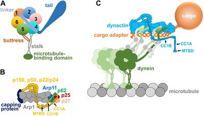 Cargo-Mediated Activation of Cytoplasmic Dynein in vivo